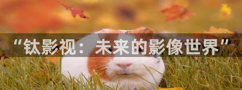 青丝影院电视剧播放量怎么样：“钛影视：未来的影像世界”